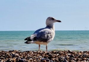 Read more about the article August 2025 – Brighton & Barnham